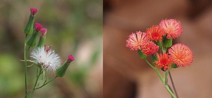 [Two images spliced together. On the left are four pinkish purple flowers which have yet to fully open. These buds are green on the lower two thirds with petals at the top which are like a bunch of thin sticks gathered together. There is one flower seedhead amid the blooms. It is a bright white and feathery half sphere. On the right are three have fully opened with a multitude of thin petals which each seemed to be topped with a skinny yellow stamen. There does not seem to be a defined center section to this flower like there are with many other flowers. This bloom resembles a half-sphere.
